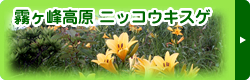 バナー