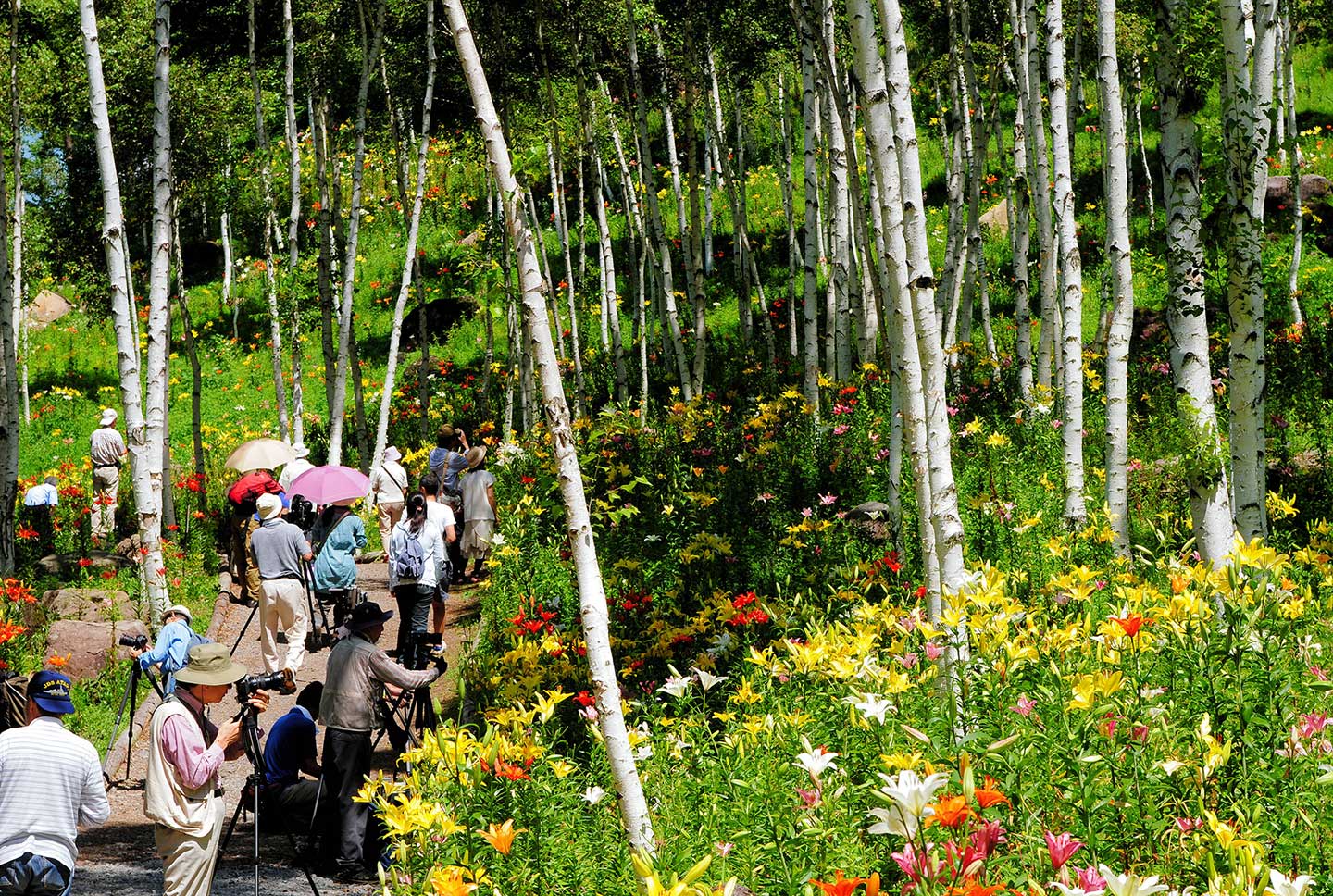 富士見高原 花の里（旧ゆりの里）