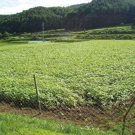 手打ちそば処 朝日ヶ丘