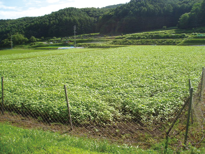 手打ちそば処 朝日ヶ丘