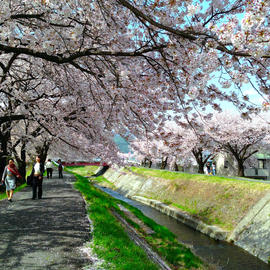 横河川