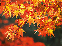 ロッヂ　コスモス