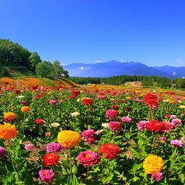 富士見高原リゾート　花の里