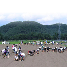 グリーンツーリズム（収穫体験）