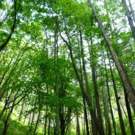 里山体験