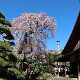 貞松院