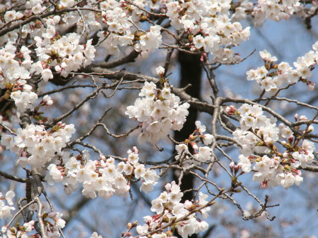 諏訪の桜