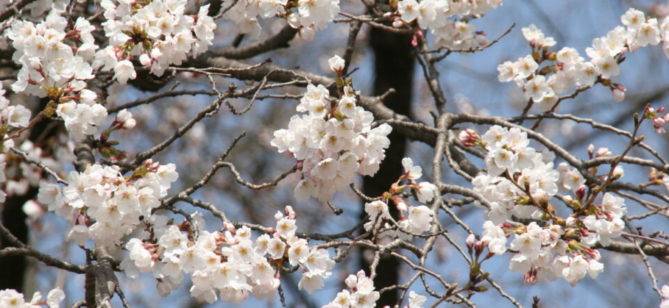 Cherry Blossoms in Suwa