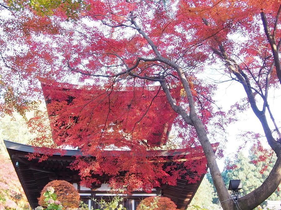 温泉寺