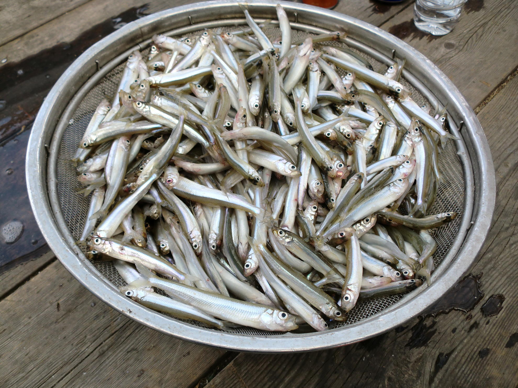 諏訪湖わかさぎ釣り｜諏訪湖釣舟センター