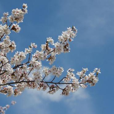 諏訪の春を告げる桜の名所　<br>蓼科山　聖光寺